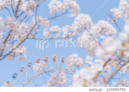 桜と観覧車・春休みの遊園地 イメージ 124990793