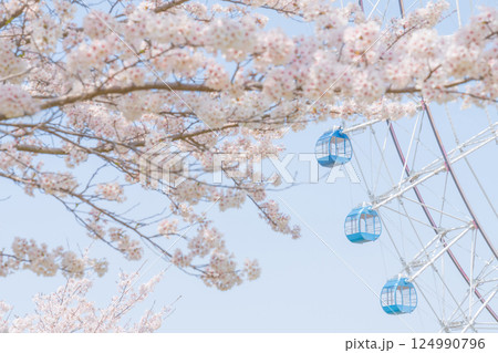 桜と観覧車・春休みの遊園地 イメージ 桜と観覧車・春休みの遊園地 イメージ 124990796