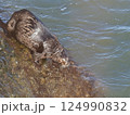 岩礁の上のラッコ 124990832