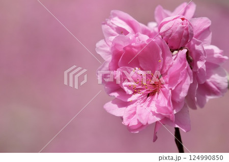 ピンクのかわいい桃の花　春の風景　ピンク背景 124990850