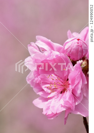 ピンクのキレイな桃の花　春の風景　ピンク背景 124990852