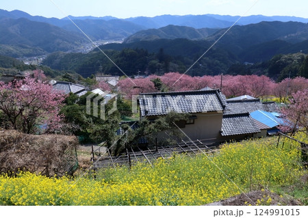 桑田山　春めく　（高知県　須崎市） 124991015