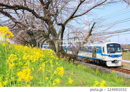 秩父鉄道「菜の花と開花したての桜堤を走る急行電車」 124991032