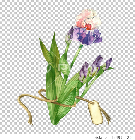 Flower bouquet of purple irises, buds, green iris leaves with brown ribbon and tag for writing the name of flowers or congratulations. Watercolor illustration for printing on postcards. Flower bouquet of purple irises, buds, green iris leaves with brown ribbon and tag for writing the name of flowers or congratulations. Watercolor illustration for printing on postcards. 124991120