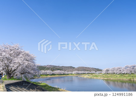 青空と白石川堤一目千本桜 さくら並木　宮城県大河原町 124991186