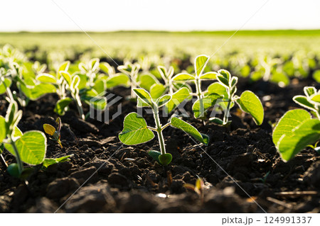 Close up seeding soya bean sprout. Green young soya plants growing from the black soil on sunlight evening. Soy agricultural. Selective Focus with Shallow Depth of Field Close up seeding soya bean sprout. Green young soya plants growing from the black soil on sunlight evening. Soy agricultural. Selective Focus with Shallow Depth of Field 124991337
