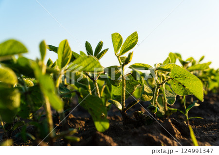 Soya seedlings are growing from the soil. Young soy field with sunset. Soybean seedling in the agricultural garden at evening light. Beautiful growing plant background Soya seedlings are growing from the soil. Young soy field with sunset. Soybean seedling in the agricultural garden at evening light. Beautiful growing plant background 124991347