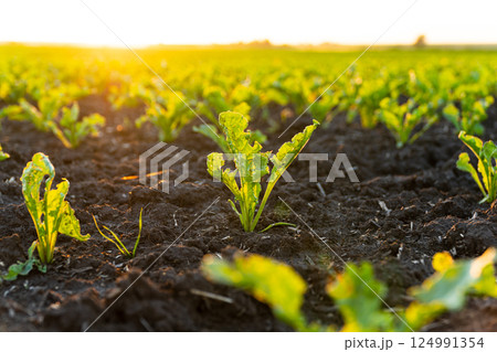 Sugar beet seedlings are growing from the soil. Young sugar beet field with sunset. Sugar beet seedling in the agricultural garden at evening light. Beautiful growing plant background 124991354