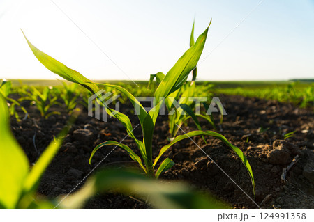 Close up young corn maize plants. Corn seedlings are growing from the soil. Young corn field with sunset. Beautiful growing plant background. Soft focus 124991358