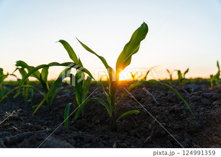 Corn seedlings are growing from the soil. Young corn field with sunset. Maize seedling in the agricultural garden at evening light. Beautiful growing plant background 124991359
