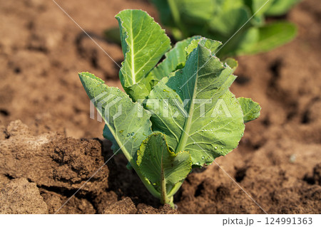 Close up green young cabbage plant. Raindrops on cabbage leaves. Fresh green sprouts of cabbage. Growing cabbage. Agrarian business. Agricultural scene. Soft focus 124991363