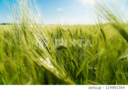 Close up of rye ears growing on the field. Growing rye. Grain for rye flour. Agrarian business. Agricultural scene. Soft focus 124991364
