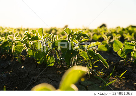 Close up green young soy plants. Fresh green sprouts of soy. Growing soy. Agrarian business. Agricultural scene. Selective focus Close up green young soy plants. Fresh green sprouts of soy. Growing soy. Agrarian business. Agricultural scene. Selective focus 124991368