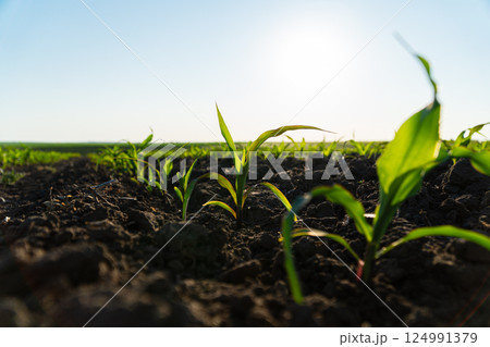 Young corn plants growing on the field on a sunny day. Fresh green sprouts of maize. Growing corn. Agrarian business. Agricultural scene. Selective focus 124991379