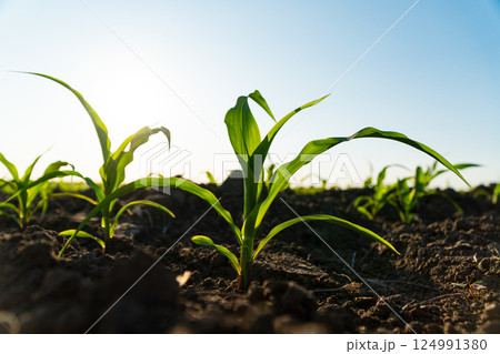 Close up green young corn maize plants. Fresh green sprouts of maize. Growing corn. Agrarian business. Agricultural scene. Selective focus 124991380