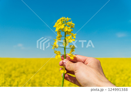 Farmer in a field holding yellow rape in his hands Farmer in a field holding yellow rape in his hands 124991388