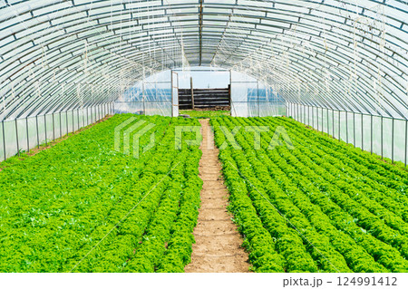 Interior of an agricultural greenhouse or tunnel Interior of an agricultural greenhouse or tunnel 124991412