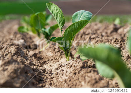 Cabbage sprout grow in soil. Cabbage sprout close up 124991421