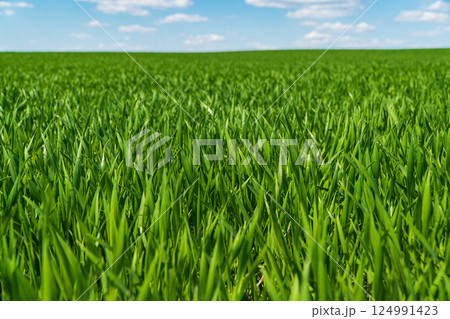 Beautiful green wheat field. Agricultural scene 124991423