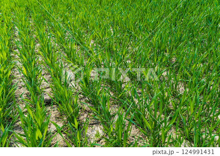 Young wheat seedlings grow in the field. Agriculture, cereal farming, wheat and barley production 124991431