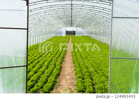 Greenhouse with vegetables. Big industrial greenhouse. Organic greenhouse Greenhouse with vegetables. Big industrial greenhouse. Organic greenhouse 124991433