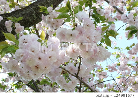 大船フラワーセンターの桜 大船フラワーセンターの桜 124991677
