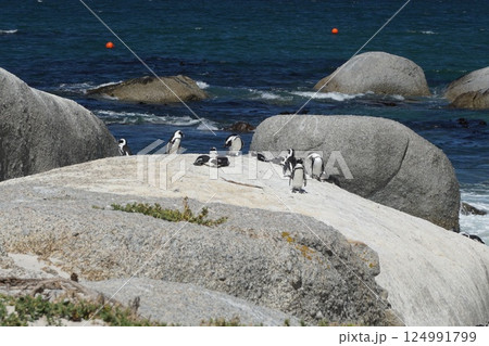 ケープタウンのペンギン 124991799