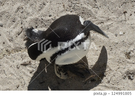 ケープタウンのペンギン 124991805
