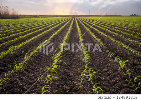 young corn plants on cornfield against sunset. young corn plants on cornfield against sunset. 124991818