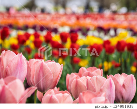 カラフルで鮮やかなチューリップ畑(千葉県柏市・あけぼの山農業公園) カラフルで鮮やかなチューリップ畑(千葉県柏市・あけぼの山農業公園) 124991939