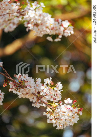 2025年のお台場の美しい桜 124992080