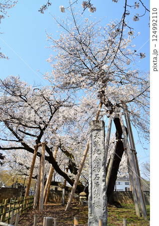 埼玉県北本市石戸宿東光寺の天然記念物 石戸蒲ザクラ 埼玉県北本市石戸宿東光寺の天然記念物 石戸蒲ザクラ 124992110