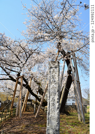 埼玉県北本市石戸宿東光寺の天然記念物　石戸蒲ザクラ 124992111