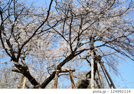 埼玉県北本市石戸宿東光寺の天然記念物 石戸蒲ザクラ 埼玉県北本市石戸宿東光寺の天然記念物 石戸蒲ザクラ 124992114