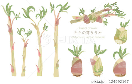 水彩でラフに描いた、たらの芽とウドのイラスト素材セット 124992167