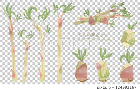 A set of illustration materials of taros and Udo roughly drawn with watercolors 124992167