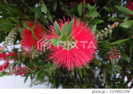赤いブラシノキの花 赤いブラシノキの花 124992199