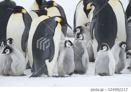 Colony of emperor penguins at Snow Hill Island, Weddell Sea, Antarctica, Polar Regions 124992217