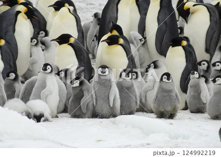 Colony of emperor penguins at Snow Hill Island, Weddell Sea, Antarctica, Polar Regions 124992219