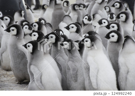 Colony of emperor penguins at Snow Hill Island, Weddell Sea, Antarctica, Polar Regions 124992240