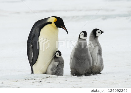 Emperor Penguin with three chicks in Antarctica  124992243