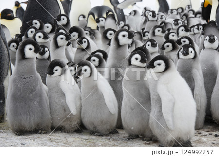 Colony of emperor penguins at Snow Hill Island, Weddell Sea, Antarctica, Polar Regions Colony of emperor penguins at Snow Hill Island, Weddell Sea, Antarctica, Polar Regions 124992257