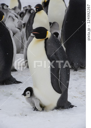 An Emperor Penguin with chick at the Emperor Penguin Colony at Snow Hill, Weddell Sea, Antarctica. October 2018.  124992267