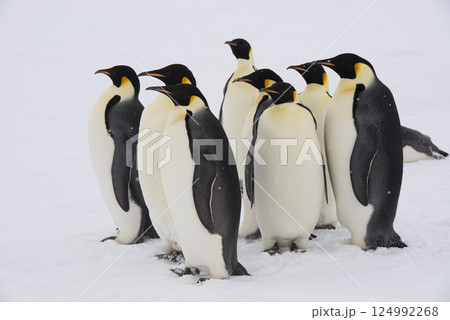 Emperor Penguins on the ice in Antarctica  124992268