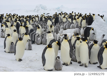 Colony of emperor penguins at Snow Hill Island, Weddell Sea, Antarctica, Polar Regions Colony of emperor penguins at Snow Hill Island, Weddell Sea, Antarctica, Polar Regions 124992270