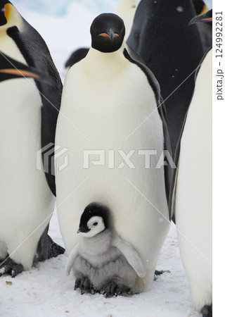 An Emperor Penguin with chick at the Emperor Penguin Colony at Snow Hill, Weddell Sea, Antarctica. October 2018. An Emperor Penguin with chick at the Emperor Penguin Colony at Snow Hill, Weddell Sea, Antarctica. October 2018. 124992281
