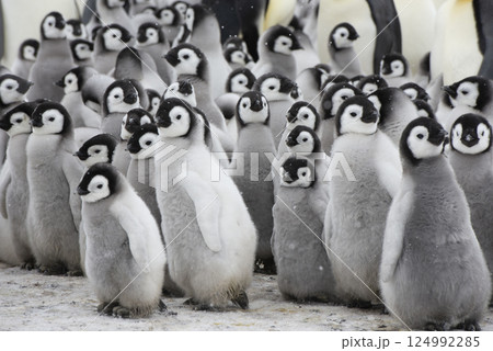 Colony of emperor penguins at Snow Hill Island, Weddell Sea, Antarctica, Polar Regions Colony of emperor penguins at Snow Hill Island, Weddell Sea, Antarctica, Polar Regions 124992285