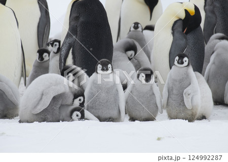 Colony of emperor penguins at Snow Hill Island, Weddell Sea, Antarctica, Polar Regions 124992287