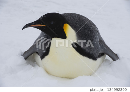 Emperor penguin. isolated on white background Emperor penguin. isolated on white background 124992290