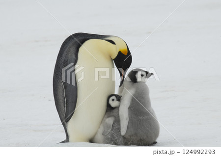 Emperor Penguin with three chicks in Antarctica Emperor Penguin with three chicks in Antarctica 124992293